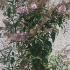 Buddleia Pink Delight 1-1.25 m buy online UK.