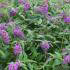 Buddleia Purple Chip, Dwarf Butterfly Bush