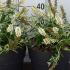 Buddleia White Chip 20-40 cm buy online UK.