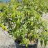 Buddleia White Profusion 60-80 cm buy online UK.