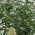 Buddleia White Profusion 30-40 cm buy online UK.