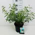 bwp 40-50 cm buy online UK.