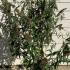 Buddleia White Profusion 1-1.25 m buy online UK.