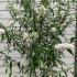 bwp 1.25-1.5 m buy online UK.