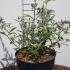 Buddleja Davidii Adonis Blue Butterfly Bush 40-50 cm buy online UK.