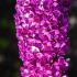 Buddleja Davidii Berries and Cream Butterfly Bush Buy Online