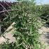 Buddleja Davidii Berries and Cream Butterfly Bush 1-1.25 m buy online UK.