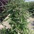 bdbc 1.5-1.75 m buy online UK.