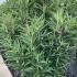Buddleja Davidii Butterfly Tower Butterfly Bush 80-100 cm buy online UK.
