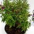 Buddleja Davidii Butterfly Tower Butterfly Bush 30-40 cm buy online UK.