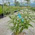 Buddleja Davidii Empire Blue Butterfly Bush 60-80 cm buy online UK.