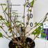 Buddleja Davidii Empire Blue Butterfly Bush 30-40 cm buy online UK.