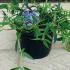 Buddleja Davidii Free Petite Butterfly Bush 20-30 cm buy online UK.