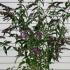 Buddleja Davidii Ile De France Butterfly Bush 1.25-1.5 m buy online UK.