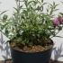 Buddleja Davidii Pink Panther Butterfly Bush 20-40 cm buy online UK.