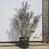 bdsa 1-1.25 m buy online UK.