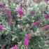 Buddleja Miss Violet Butterfly Bush 60-80 cm buy online UK.