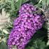 Buddleia Purple Chip is a compact butterfly bush with rich purple blooms that attract pollinators, offering vibrant color and elegance to smaller garden spaces.