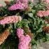 Buddleja Rocketstar Flamingo Butterfly Bush 40-50 cm buy online UK.