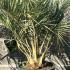 Butia Capitata - the Pindo Palm 1.75-2 m buy online UK.