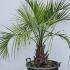 Butia Capitata - the Pindo Palm 1-1.25 m buy online UK.