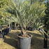 butia 1.75-2 m buy online UK.