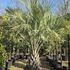 butia 2-2.5 m buy online UK.
