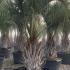Butia Capitata - the Pindo Palm 2.5-3 m buy online UK.
