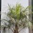Butia Capitata - the Pindo Palm 2-2.5 m buy online UK.