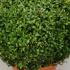 Buxus Balls and Globes 45-50 cm buy online UK.
