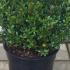Buxus Balls and Globes 25-30 cm buy online UK.