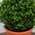 Buxus Balls and Globes 30-35 cm buy online UK.