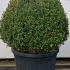 Buxus Balls and Globes 60-70 cm buy online UK.