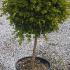 Box Topiary trees, quarter standard lollipop shaped Buxus Topiary tree. Very easy to maintain, deliver throughout the UK