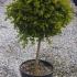 Box Topiary trees, quarter standard lollipop shaped Buxus Topiary tree. Very easy to maintain, deliver throughout the UK