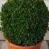 Buxus Balls and Globes 35-40 cm buy online UK.