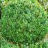 Buxus Balls Buy Online - Buxus Balls & Box Globes for sale by Topiary specialist nursery, Paramount Plants and Gardens, UK. 