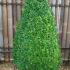 Extra Large Buxus Pyramid Topiary avaiable at Paramount Plants and Gardens. We also sell online.