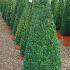 Buxus Sempervirens Cones, Topiary Box Pyramids and other shaped Buxus plants for sale at our Topiary specialist nursery in London UK.
