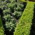Buxus Sempervirens clipped hedge in this formal topiary garden