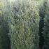 Large size Buxus Sempervirens hedging plants at our garden nursery, buy online UK delivery