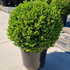 bmf 45-50 cm buy online UK.