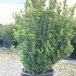 Buxus Microphylla Faulkner Small Leaved Box 50-70 cm buy online UK.