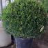 Buxus Microphylla Faulkner Small Leaved Box 80-100 cm buy online UK.