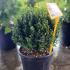 Buxus Microphylla Faulkner Small Leaved Box 30-35 cm buy online UK.