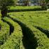 Buxus Sempervirens hedging plants clipped as very narrow hedging for this parterre garden