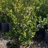Buxus Sempervirens Hedging Plants 30-40 cm buy online UK.
