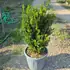 buxus 55-65 cm buy online UK.