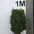 buxus 60-80 cm buy online UK.