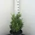 buxus 60-80 cm buy online UK.